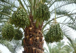 خوشه‌بندی درختان خرما در جنوب فارس