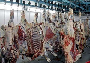 عرضه گوشت قرمزبا نظارت بازرسان دامپزشکی درکشتارگاه بروجرد