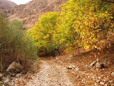 روستای کشکوییه با درختان سربه فلک کشیده گردو