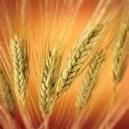 برداشت  14هزارتن گندم در زابل