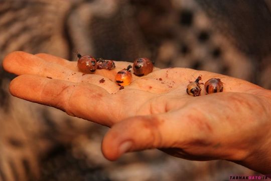 مورچه های شگفت انگیزی که عسل تولید می کنند! +تصاویر