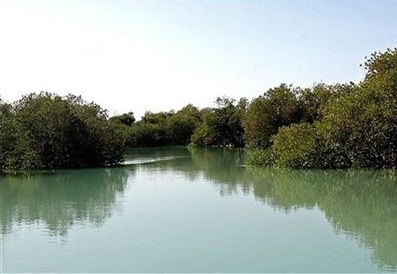 پاکسازی جنگل&zwnj;های حرا در پارک ملی دریایی دیر- نخیلو