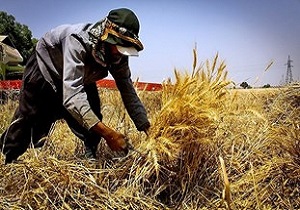 گندم‌های مرغوب به خارج از استان انتقال نمی‌یابد