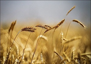 ذخیره سازی گندم دیم تولیدی در اردبیل