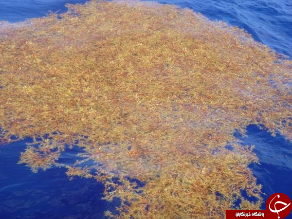 در این دریا از ساحل خبری نیست! 