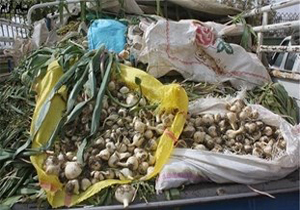 کشف موسیر قاچاق در شهرستان سلسله