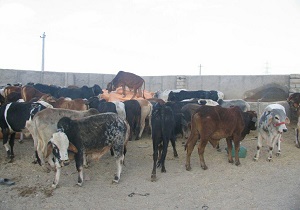 کشف 13 راس گاو قاچاق در زاهدان