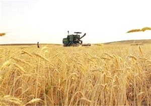 9 مرکز خرید گندم در اردبیل دایر شد