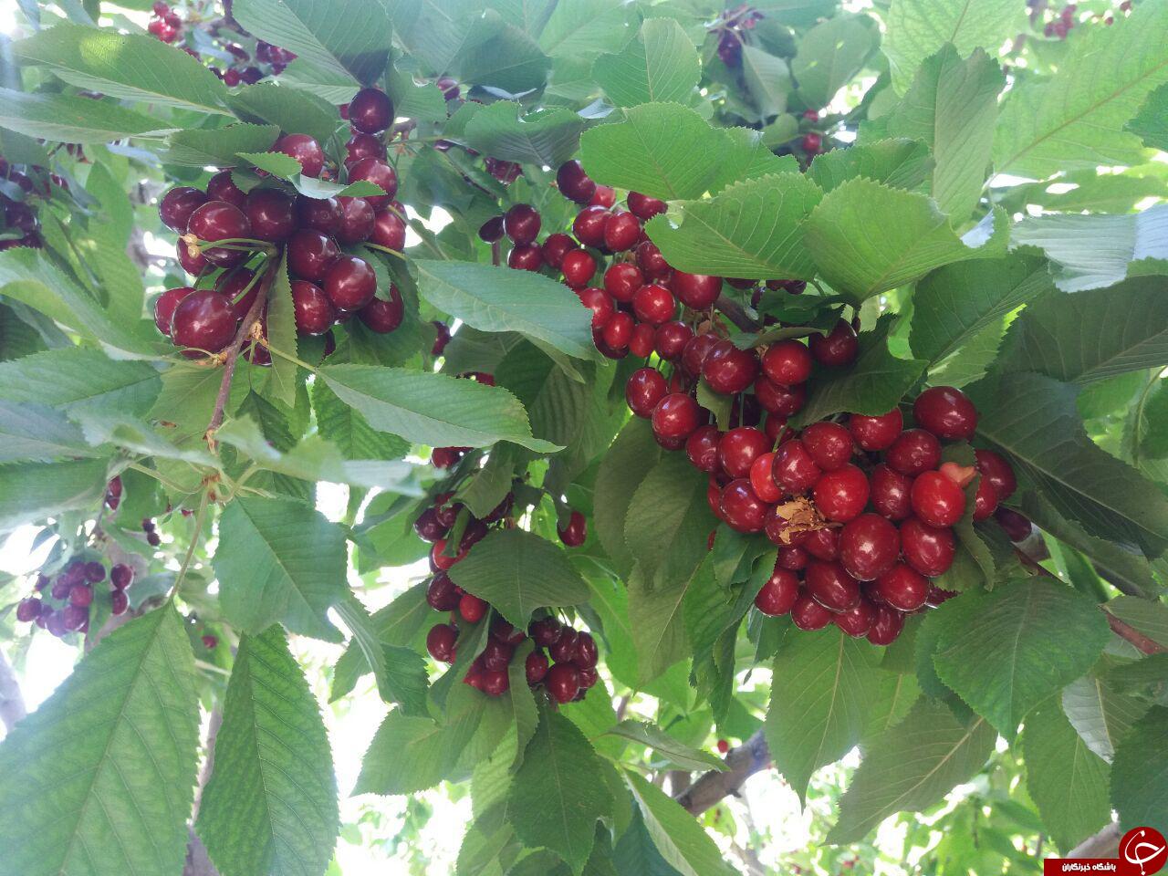 طبیعت زیبای روستای &laquo;گنجه&zwnj;ای&raquo; + تصاویر