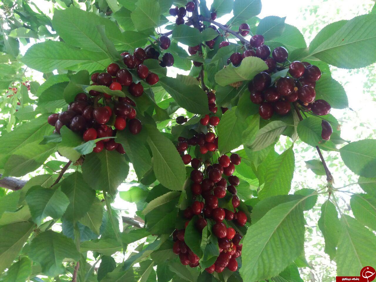 طبیعت زیبای روستای &laquo;گنجه&zwnj;ای&raquo; + تصاویر