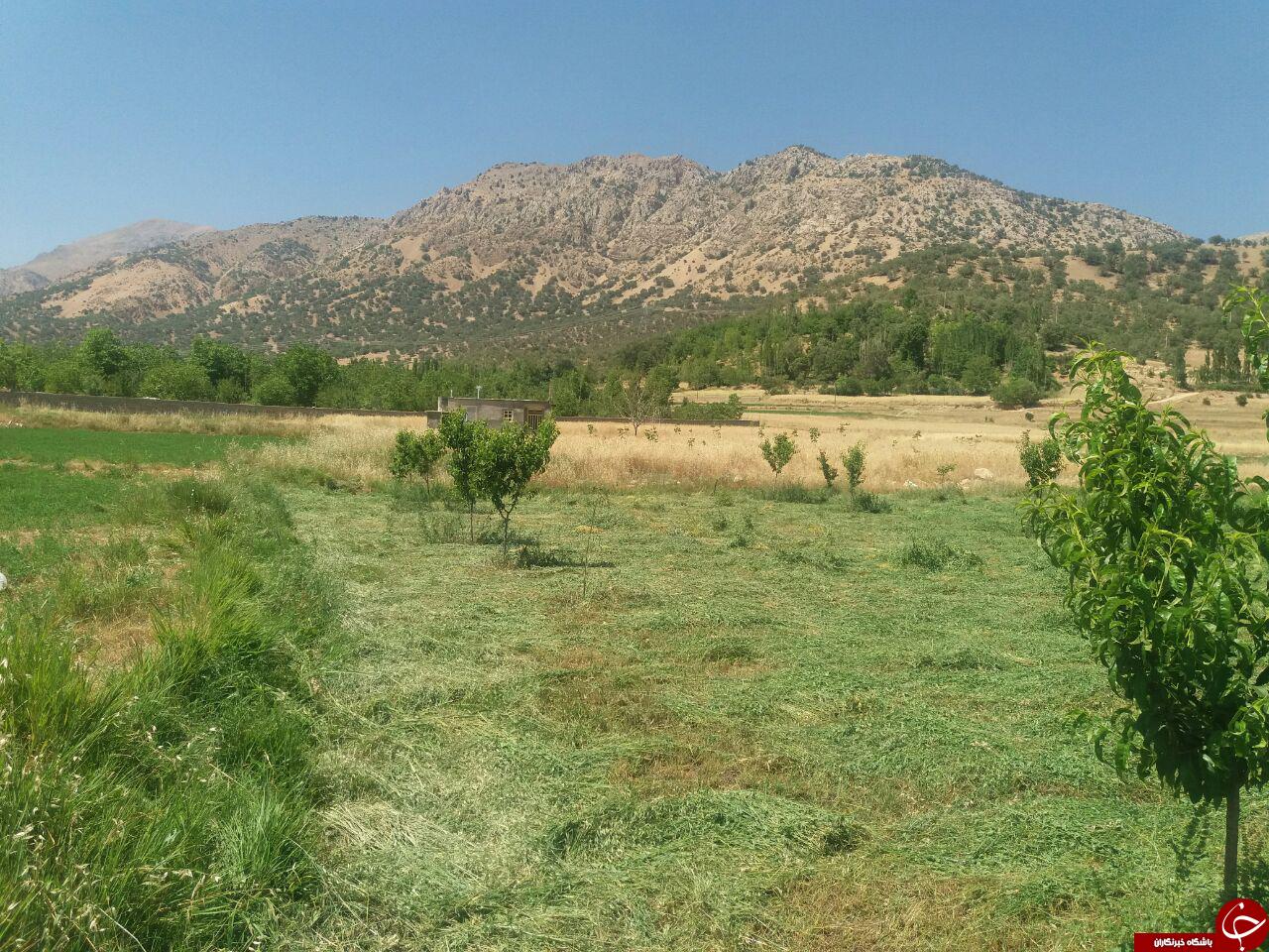 طبیعت زیبای روستای &laquo;گنجه&zwnj;ای&raquo; + تصاویر