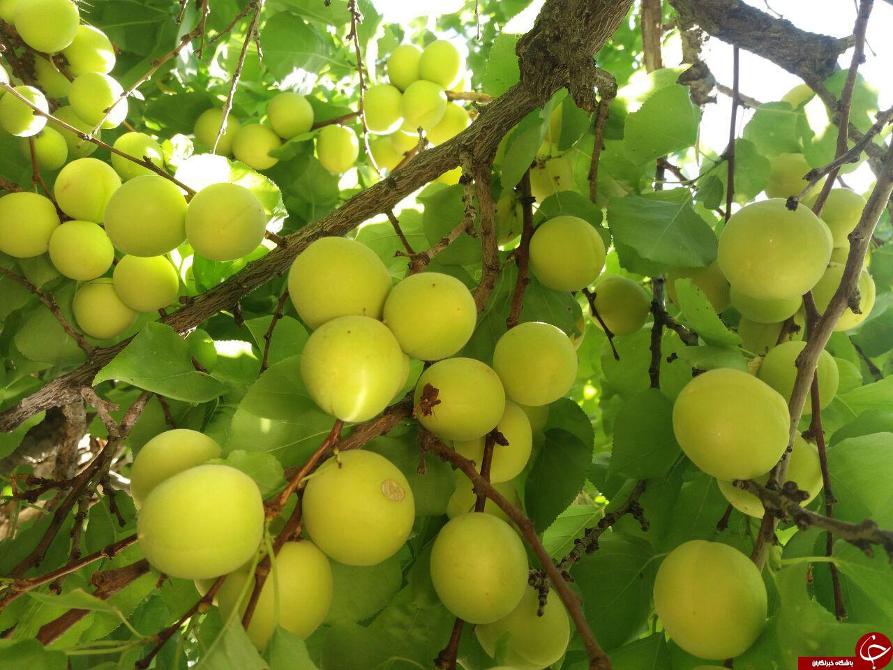 طبیعت زیبای روستای &laquo;گنجه&zwnj;ای&raquo; + تصاویر