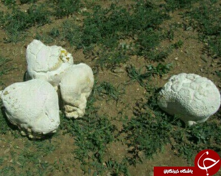 رویش قارچ عجیب در منطقه هزارخانی علیا + تصاویر