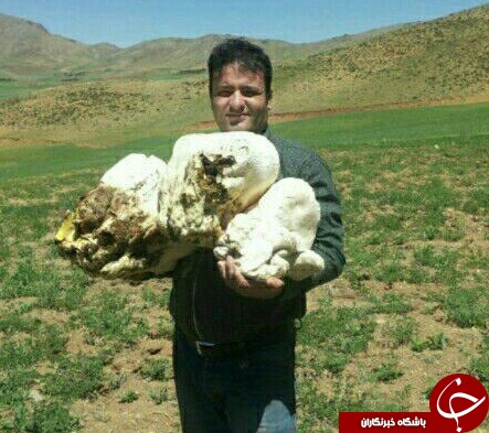 رویش قارچ عجیب در منطقه هزارخانی علیا + تصاویر