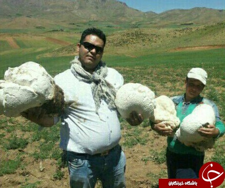 رویش قارچ عجیب در منطقه هزارخانی علیا + تصاویر