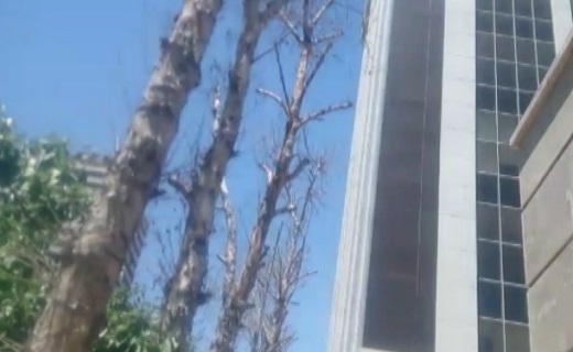 پربازدید
