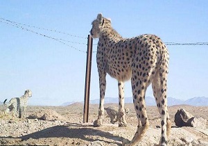 مشاهده یوز پلنگ در منطقه توران
