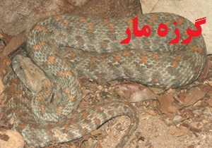 رهاسازی یک حلقه گرزه مار در دلفان