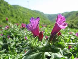 رونق کشت گاوزبان وگل محمدی درکوهبنان