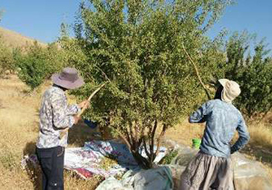 مهار آفت زنجیره ای باغ های بادام در تیران و کرون