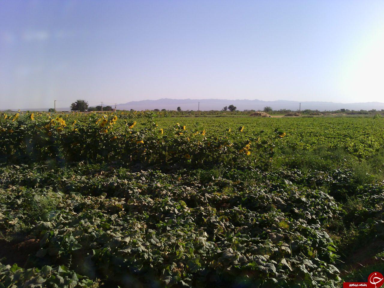 نمایی از مزرعه طلالبی در بادرود + تصاویر