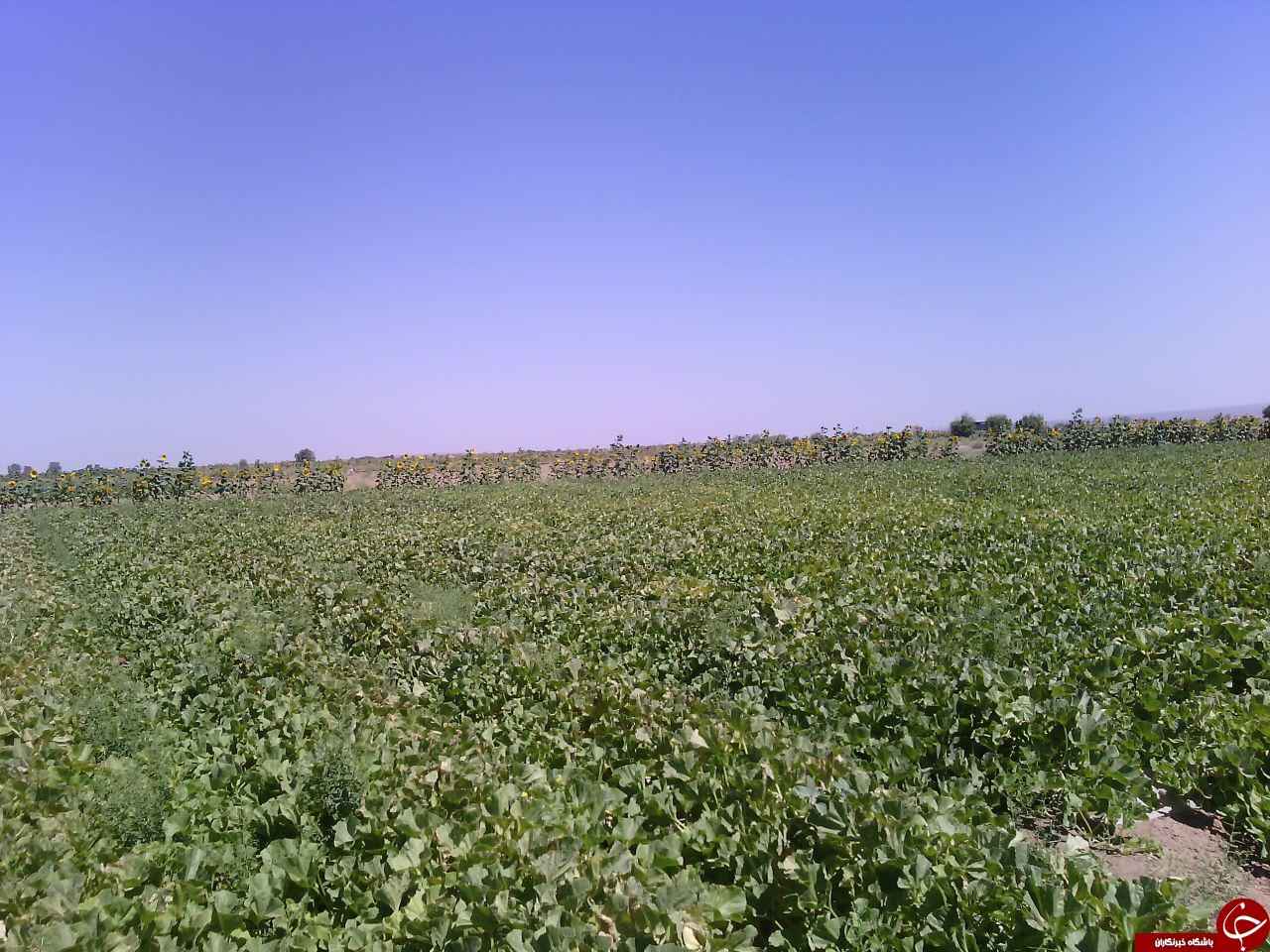 نمایی از مزرعه طلالبی در بادرود + تصاویر