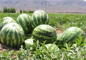 کشت هندوانه در مزارع بوئین زهرا
