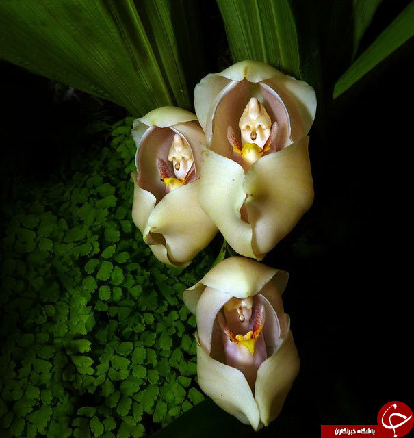 یک نوع گل که شبیه نوزاد داخل گهواره است