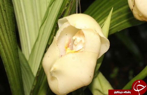 یک نوع گل که شبیه نوزاد داخل گهواره است