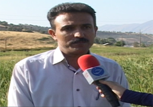 خرید بیش از ۴۴ هزار تن گندم از کشاورزان لرستانی
