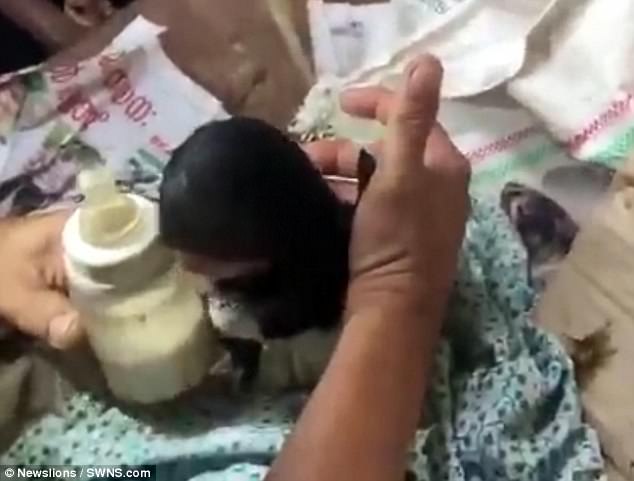 دو عضو اصلی صورت این حیوان ناقص است + فیلم
