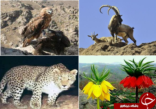 شناسایی ۴۱۰ گونه گیاهی و جانوری در منطقه حفاظت شده سفیدکوه