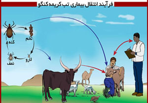 آلوده شدن ۴ نفر به تب کریمه کنگو در الیگودرز