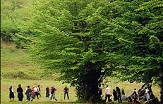 ضرورت حفظ جنگل ها و فضای سبز در تابستان