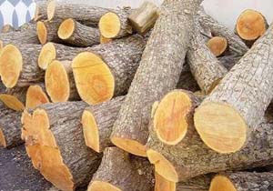 کشف 32 تن چوب بدون مجوز