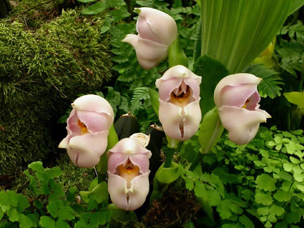 عجیب و غریب&zwnj;ترین گل&zwnj;های جهان را ببینید+تصاویر