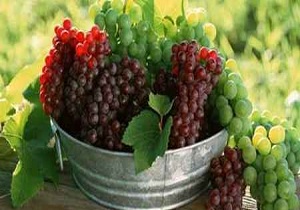 نوبرانه انگور کیلویی 20هزار تومان
