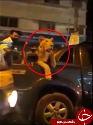 ماده شیری که صاحب خود را به دردسر انداخت