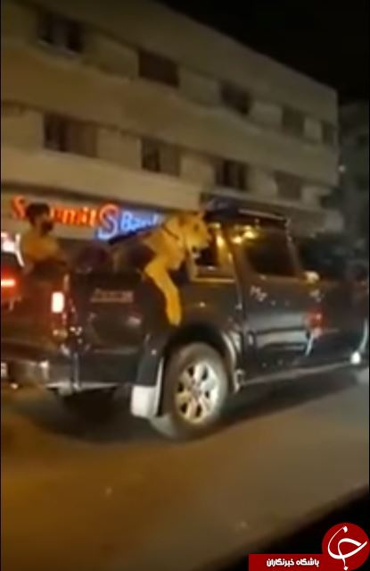 ماده شیری که صاحب خود را به دردسر انداخت