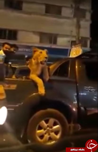 ماده شیری که صاحب خود را به دردسر انداخت