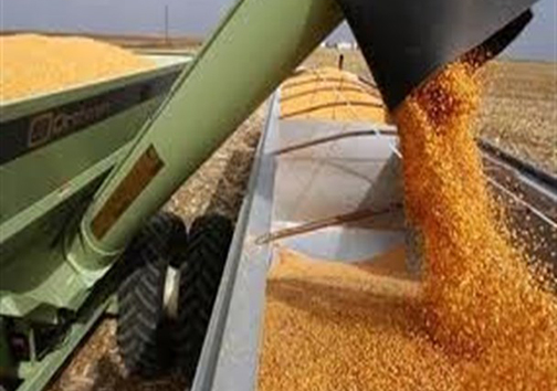 از پول گندم خبری نیست / دلالان دست به کار شده اند