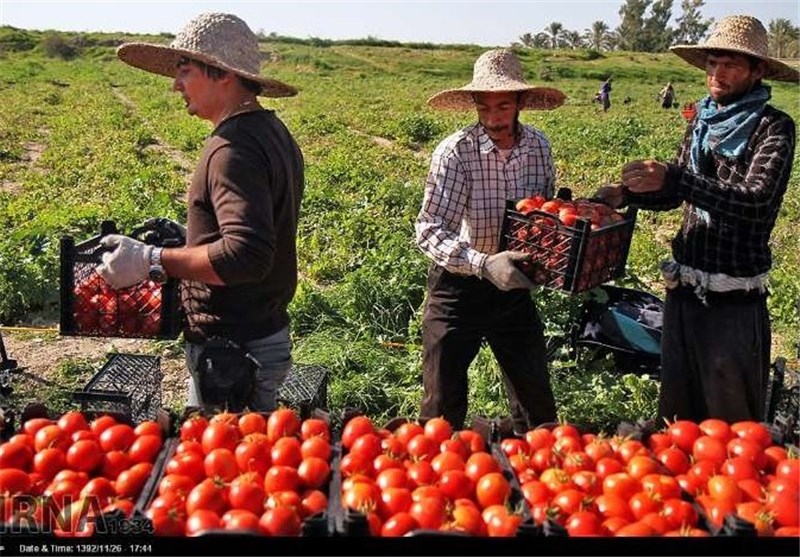 گوجه‌فرنگی ایران در بازار قطر کیلویی ۵هزار تومان/ خیار ۴۵۰۰ تومان