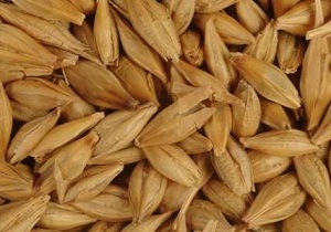 تعیین مرکز برای جمع‌آوری و خرید جو از کشاورزان