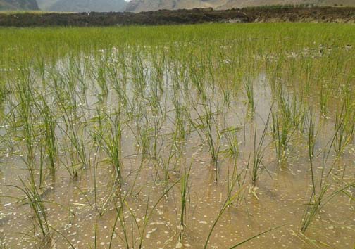 آغاز کاشت برنج در روستای بیدهل لرستان + تصاویر