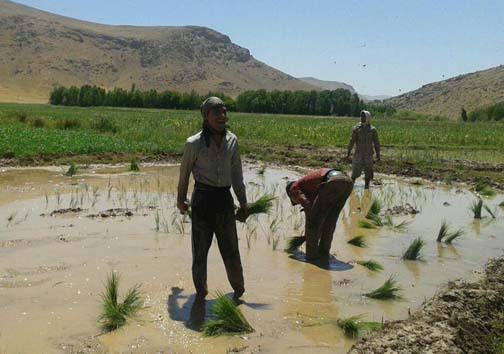 آغاز کاشت برنج در روستای بیدهل لرستان + تصاویر
