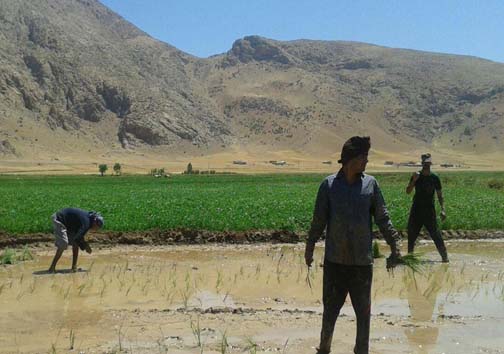 آغاز کاشت برنج در روستای بیدهل لرستان + تصاویر