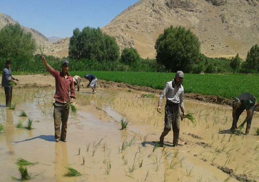 آغاز کاشت برنج در روستای بیدهل لرستان + تصاویر