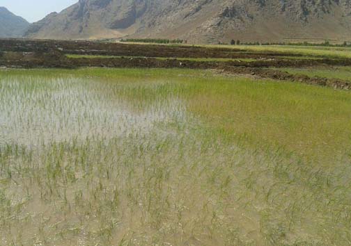 آغاز کاشت برنج در روستای بیدهل لرستان + تصاویر