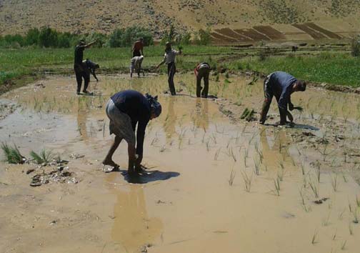 آغاز کاشت برنج در روستای بیدهل لرستان + تصاویر