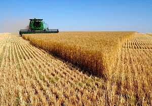 خرید بیش از 100 هزار تن گندم در بیله سوار